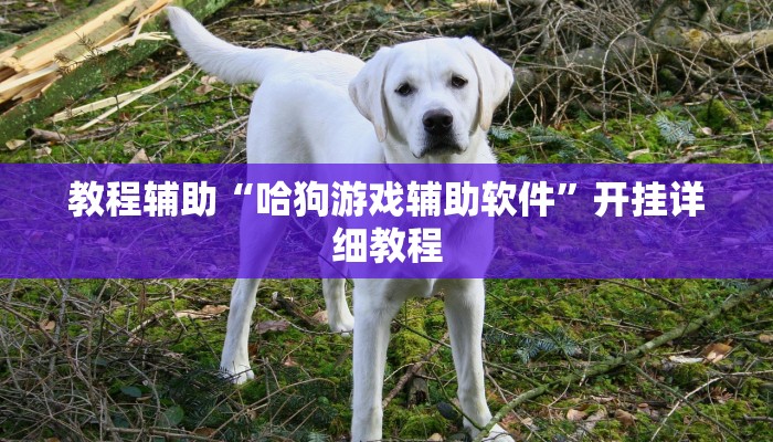 教程辅助“哈狗游戏辅助软件”开挂详细教程 教程辅助“哈狗游戏辅助软件”开挂详细教程
